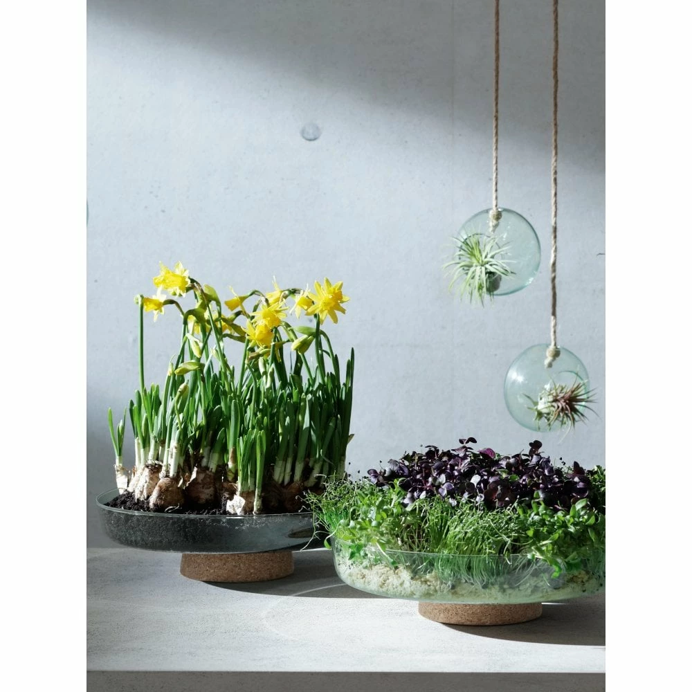 LSA International Canopy Re-Cycled Glass Planting Bowl with Cork Base 28cm 6 LSA International Canopy Re-Cycled Glass Planting Bowl with Cork Base 28cm