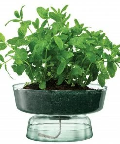 LSA International Canopy Self Watering Planter 14.5cm